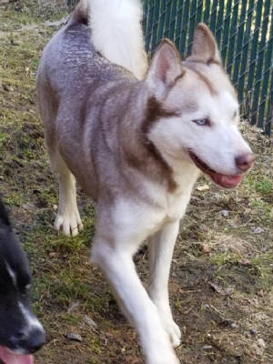 Akc husky hot sale for sale